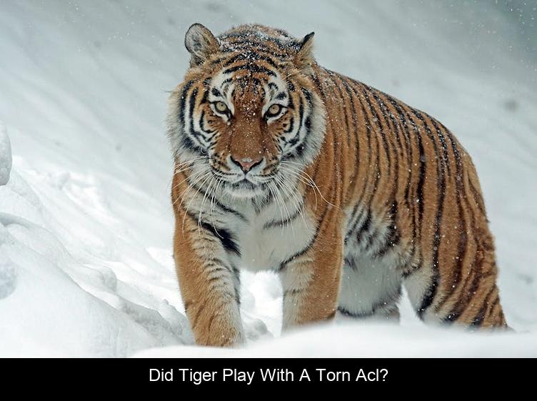 Did Tiger play with a torn ACL?