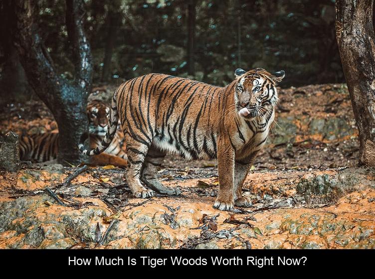 How Much Is Tiger Woods worth right now?
